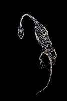 Keichousaurus hui - image modifiée mettant en évidence le squelette